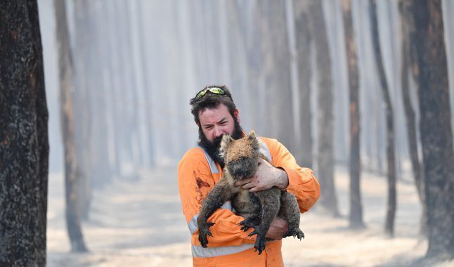 La fauna perdida en Australia tras los catastróficos incendios