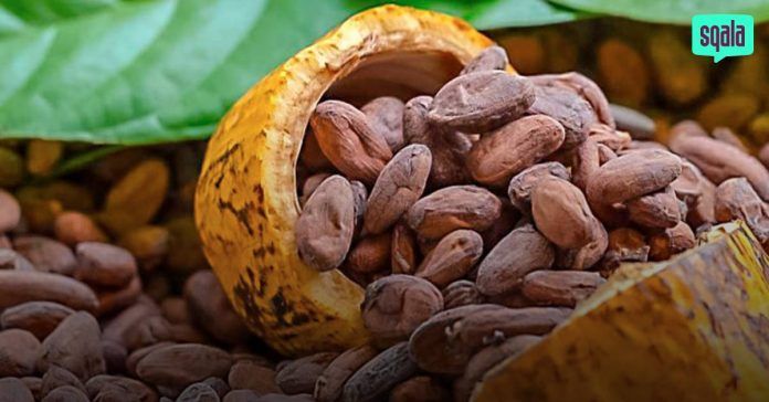 Productores peruanos ofrecen chocolatería fina con frutos exóticos