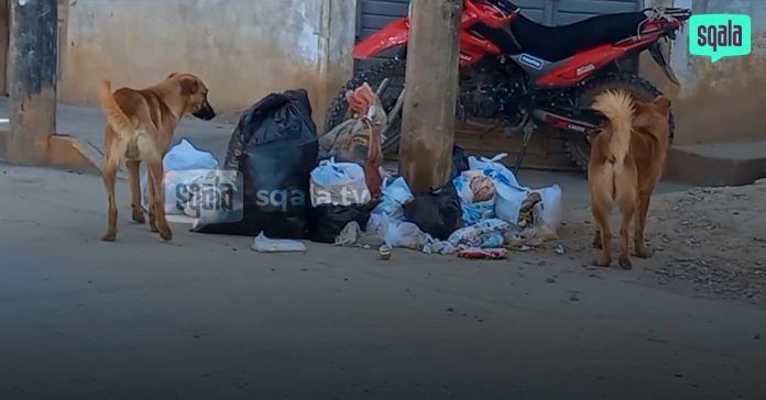 Chachapoyas | Más de 5 mil perros callejeros deambulan por la ciudad