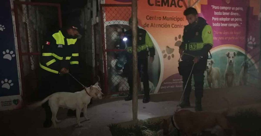 Chachapoyas: Dos pitbull descontrolados matan a un perro pequeño